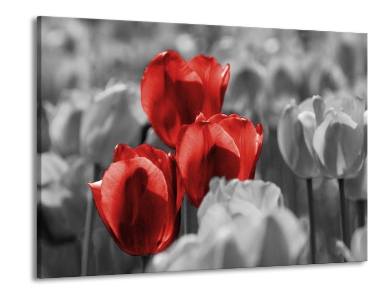 Canvas schilderij Tulpen | Rood, Grijs, Zwart | 100x70cm 1Luik