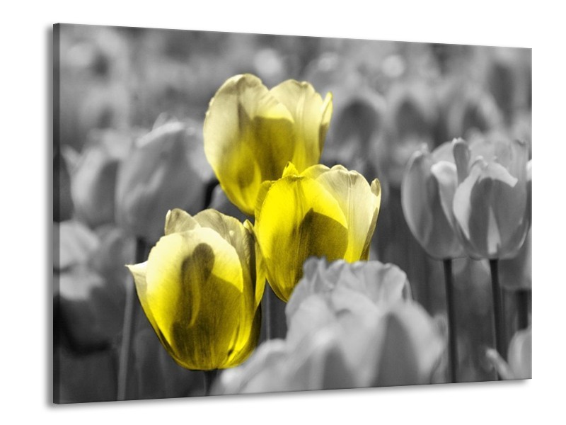 Canvas schilderij Tulpen | Geel, Grijs | 100x70cm 1Luik