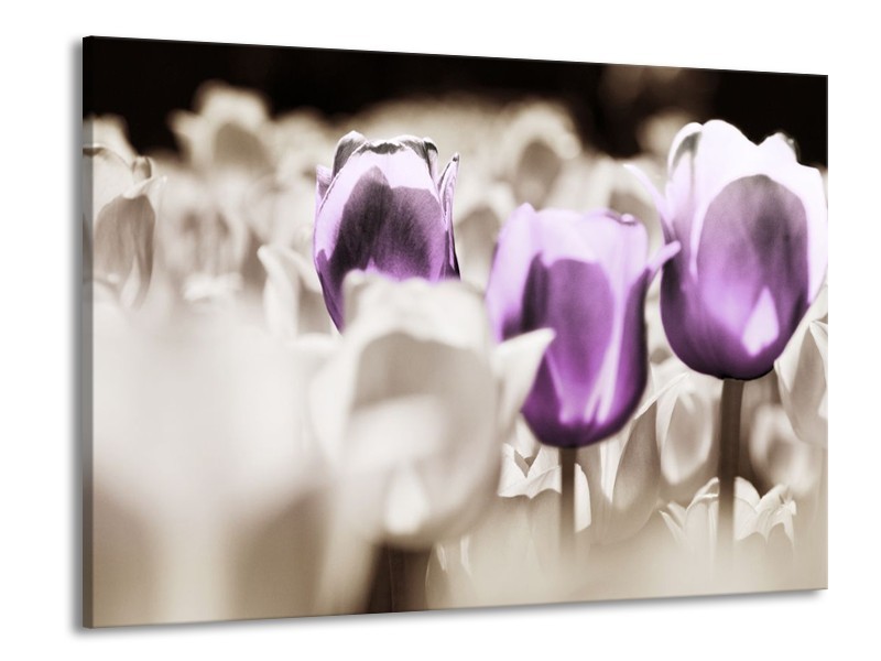 Canvas schilderij Tulpen | Paars, Grijs, Wit | 100x70cm 1Luik