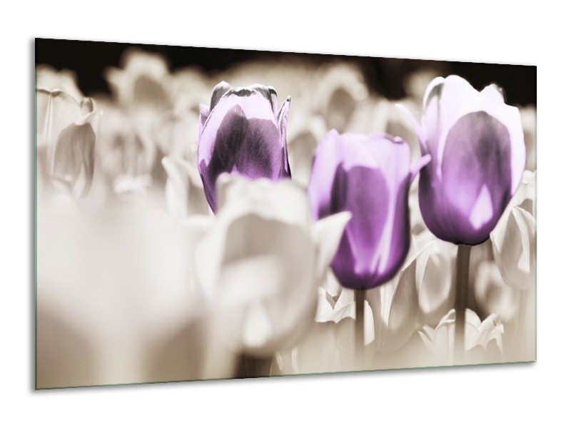 Canvas schilderij Tulpen | Paars, Grijs, Wit | 120x70cm 1Luik