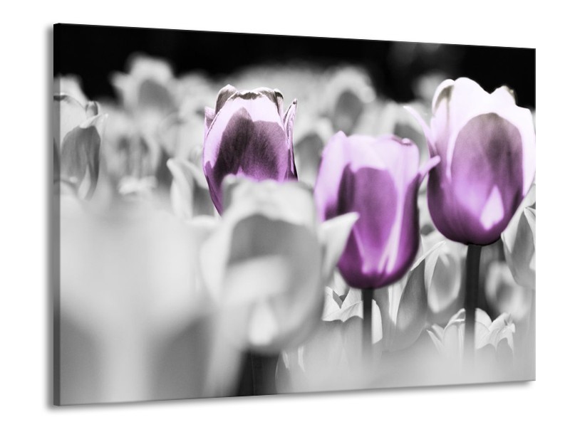 Canvas schilderij Tulpen | Paars, Grijs, Wit | 100x70cm 1Luik