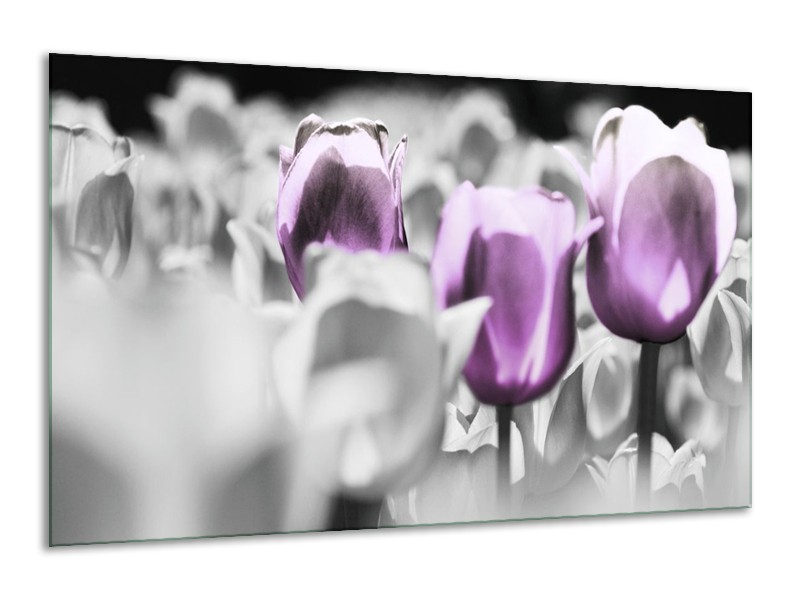 Canvas schilderij Tulpen | Paars, Grijs, Wit | 120x70cm 1Luik