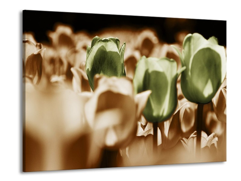 Canvas schilderij Tulpen | Bruin, Groen, Wit | 100x70cm 1Luik