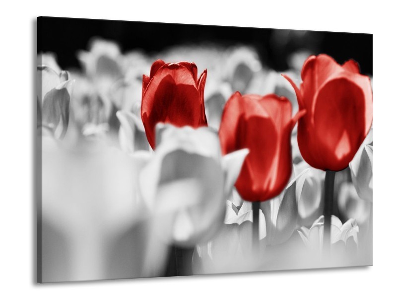 Canvas schilderij Tulpen | Rood, Grijs, Wit | 100x70cm 1Luik