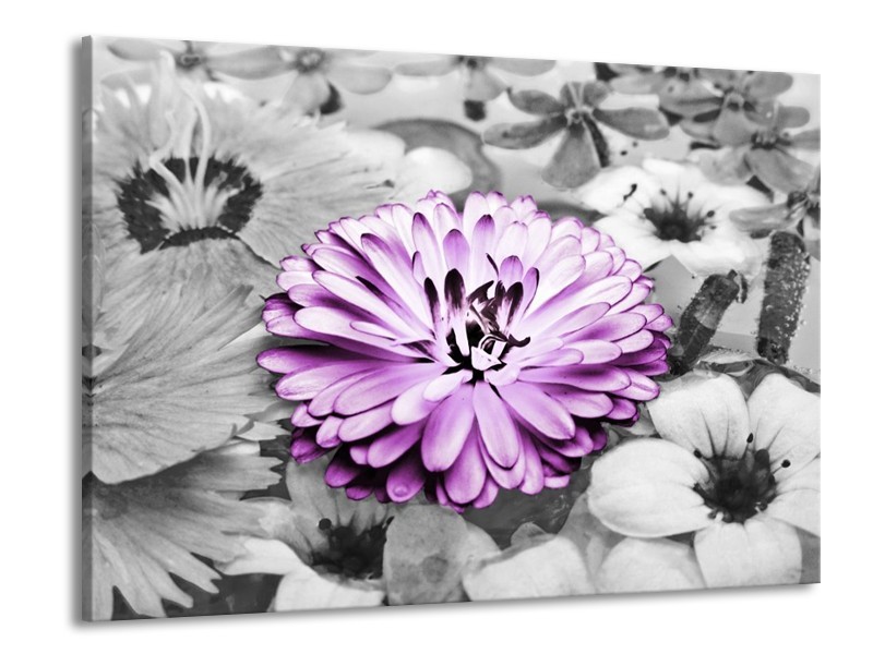 Canvas schilderij Gerbera | Paars, Grijs | 100x70cm 1Luik