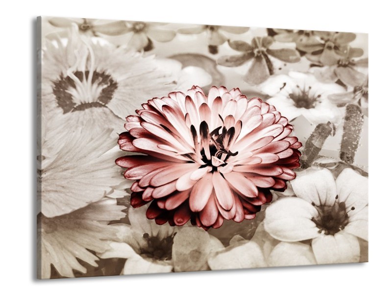 Canvas schilderij Gerbera | Sepia, Bruin, Rood | 100x70cm 1Luik