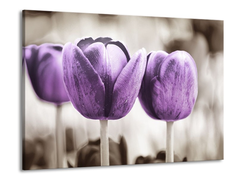Canvas schilderij Tulpen | Paars, Grijs, Wit | 100x70cm 1Luik