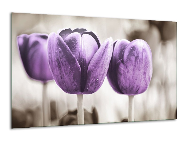 Canvas schilderij Tulpen | Paars, Grijs, Wit | 120x70cm 1Luik