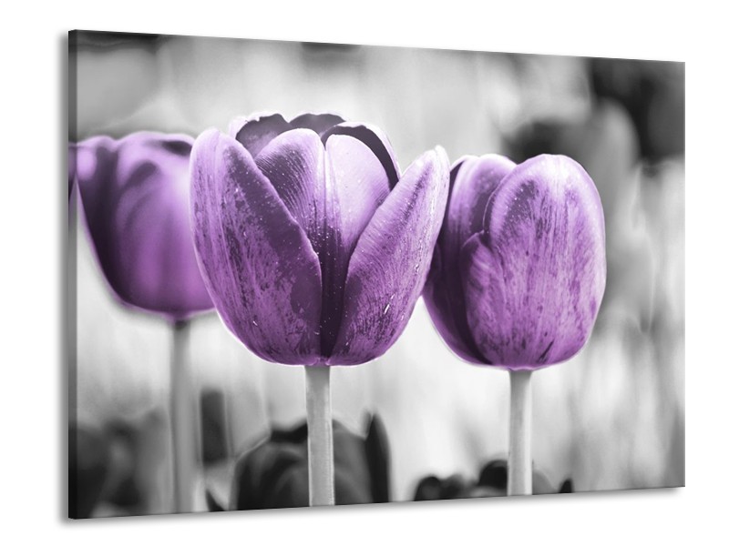 Canvas schilderij Tulpen | Paars, Grijs, Wit | 100x70cm 1Luik