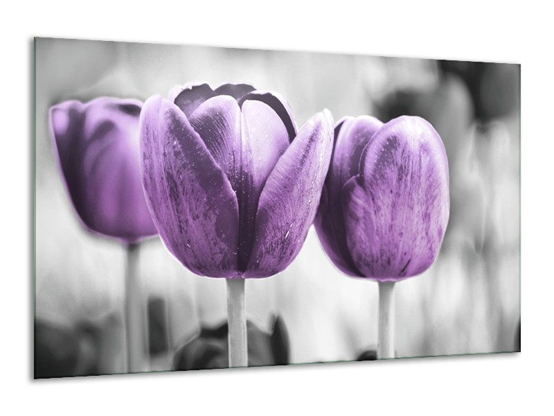 Canvas schilderij Tulpen | Paars, Grijs, Wit | 120x70cm 1Luik