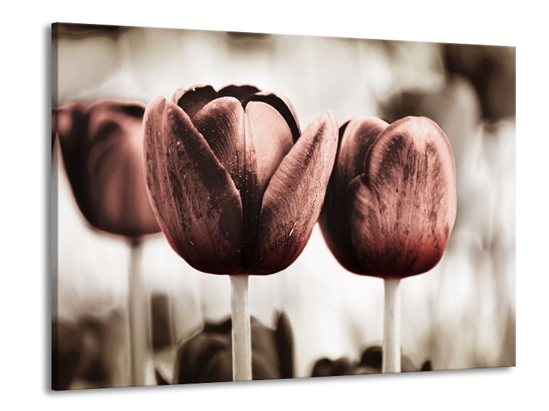 Canvas schilderij Tulpen | Bruin, Wit | 100x70cm 1Luik