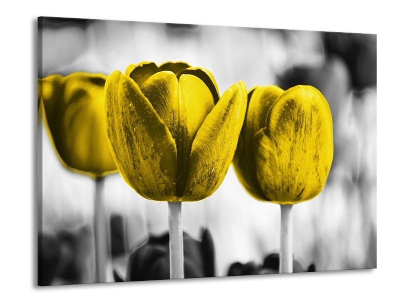 Canvas schilderij Tulpen | Geel, Wit, Grijs | 100x70cm 1Luik