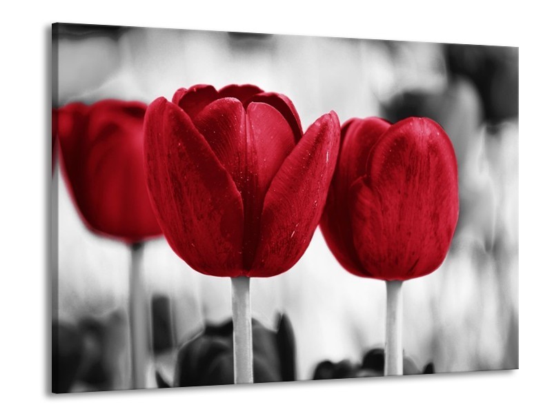 Canvas schilderij Tulpen | Rood, Wit, Grijs | 100x70cm 1Luik