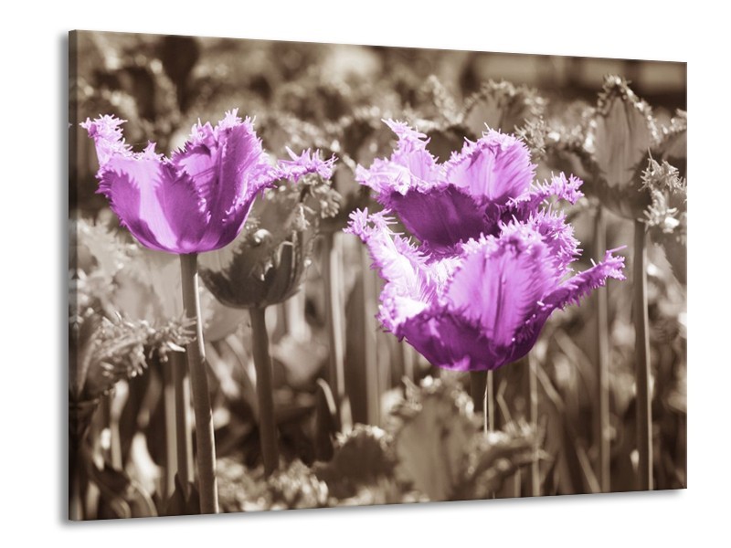 Glas schilderij Tulpen | Paars, Bruin, Grijs | 100x70cm 1Luik