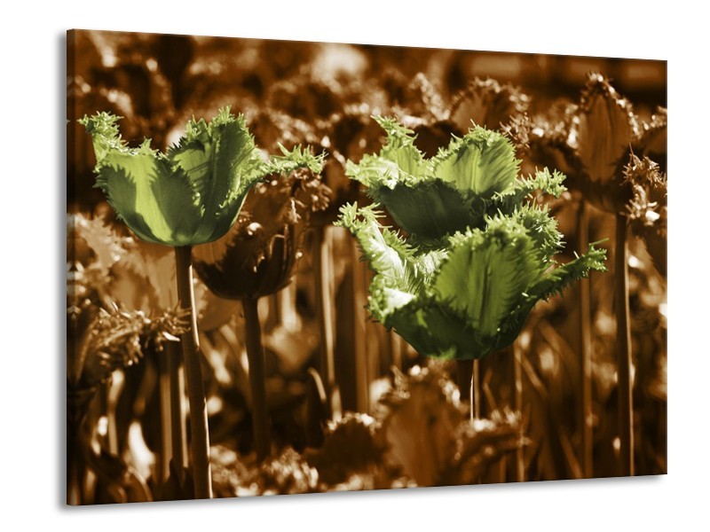 Canvas schilderij Tulpen | Groen, Bruin | 100x70cm 1Luik