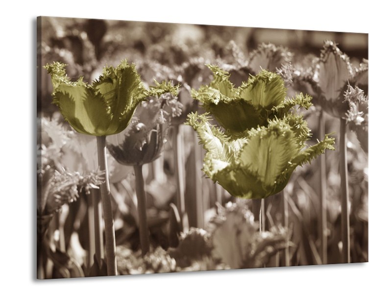 Canvas schilderij Tulpen | Groen, Bruin | 100x70cm 1Luik