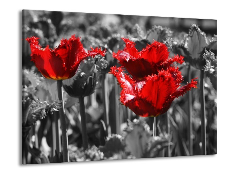 Canvas schilderij Tulpen | Rood, Grijs | 100x70cm 1Luik