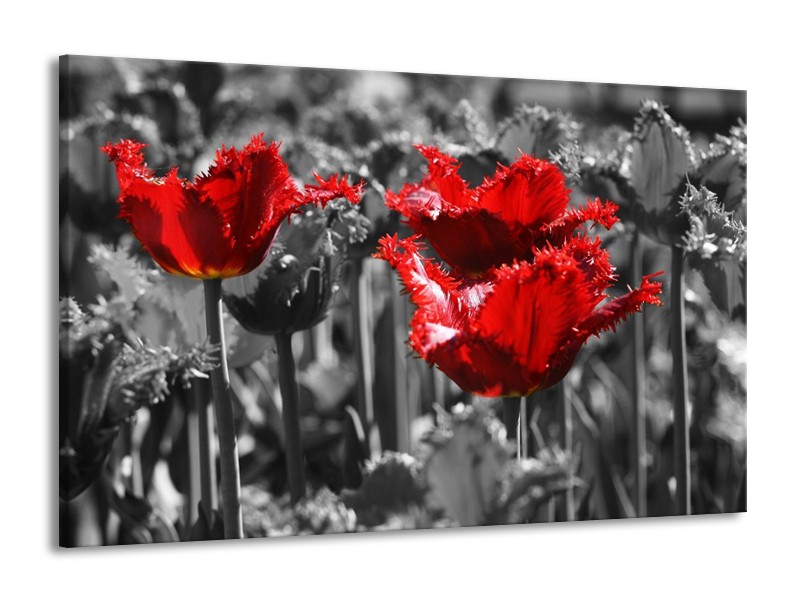 Canvas schilderij Tulpen | Rood, Grijs | 140x90cm 1Luik