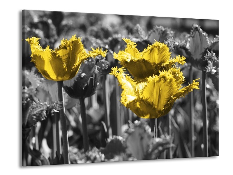 Canvas schilderij Tulpen | Geel, Zwart | 100x70cm 1Luik