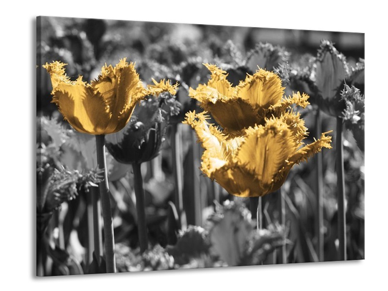 Canvas schilderij Tulpen | Geel, Zwart | 100x70cm 1Luik
