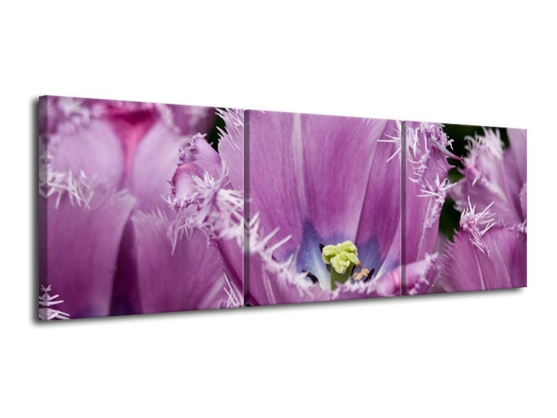Glas schilderij Tulpen | Paars, Wit, Groen | 120x40cm 3Luik