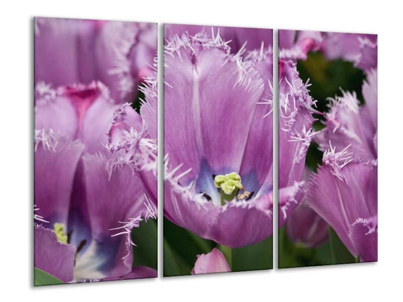 Canvas schilderij Tulpen | Paars, Wit, Groen | 120x80cm 3Luik