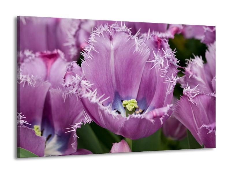 Canvas schilderij Tulpen | Paars, Wit, Groen | 140x90cm 1Luik