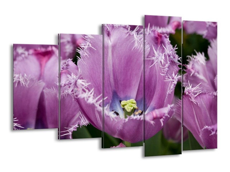 Canvas schilderij Tulpen | Paars, Wit, Groen | 150x100cm 5Luik