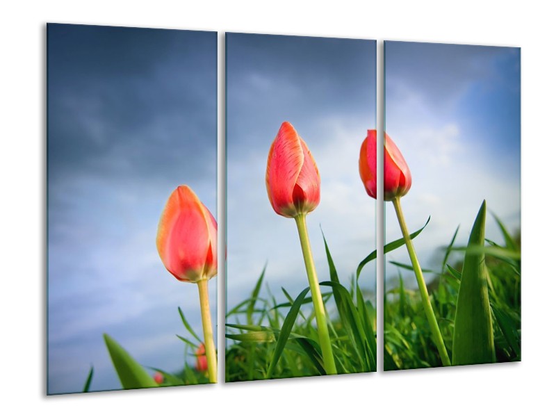 Canvas schilderij Tulpen | Rood, Blauw, Groen | 120x80cm 3Luik