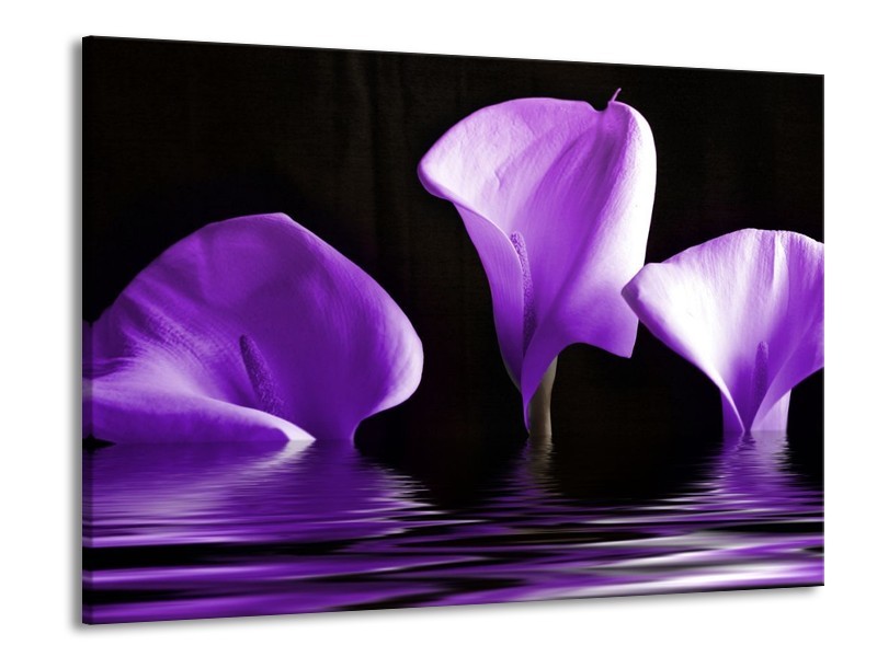Canvas schilderij Bloem | Paars, Zwart | 100x70cm 1Luik