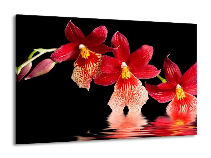 Canvas schilderij Orchidee | Rood, Zwart, Wit | 140x90cm 1Luik