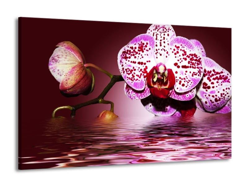 Canvas schilderij Orchidee | Paars, Roze, Rood | 140x90cm 1Luik