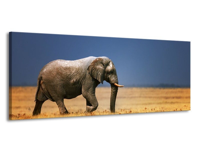 Canvas schilderij Olifant | Blauw, Grijs, Geel | 145x58cm 1Luik