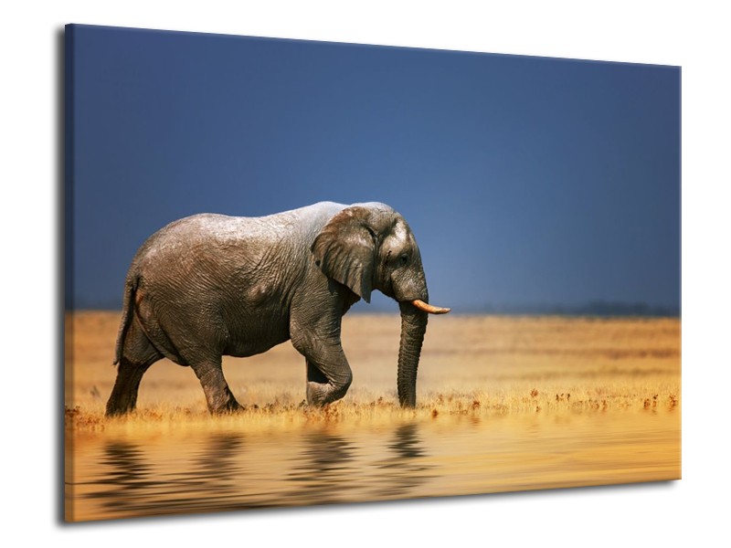 Canvas schilderij Olifant | Blauw, Grijs, Geel | 70x50cm 1Luik