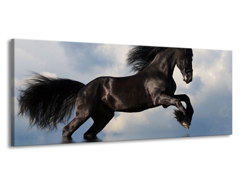 Canvas schilderij Paard | Zwart, Blauw, Wit | 145x58cm 1Luik