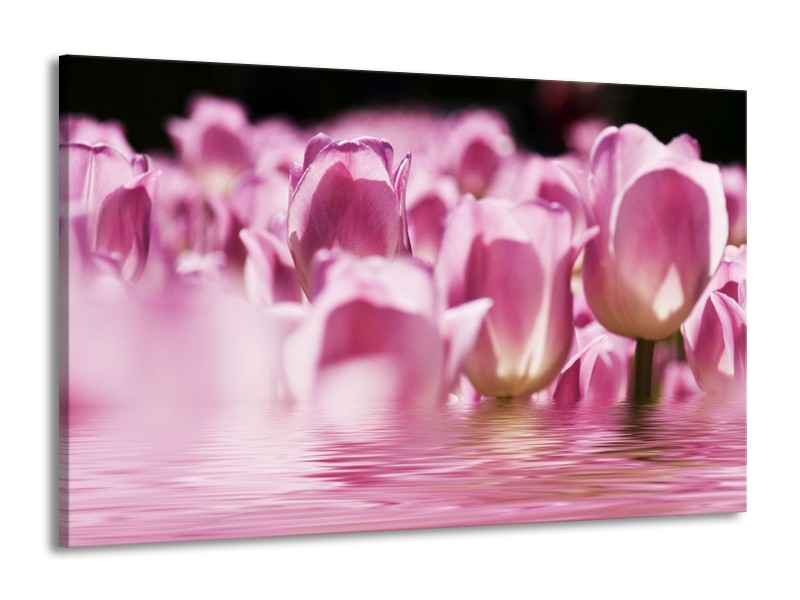 Canvas schilderij Tulpen | Paars, Wit | 140x90cm 1Luik
