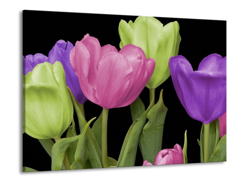 Canvas schilderij Tulpen | Paars, Groen, Roze | 100x70cm 1Luik