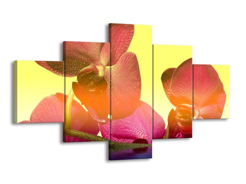 Canvas schilderij Orchidee | Geel, Roze, Paars | 125x70cm 5Luik