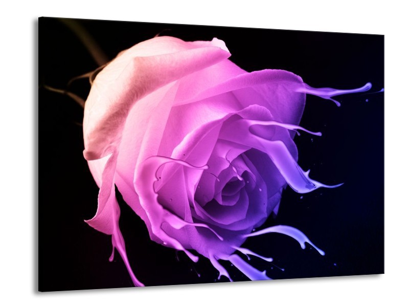 Canvas schilderij Roos | Paars, Roze, Zwart | 100x70cm 1Luik