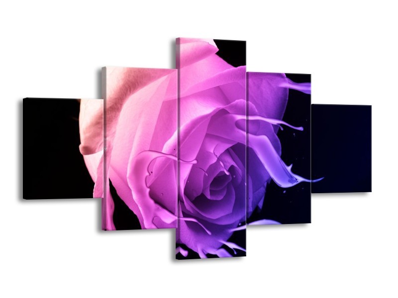 Canvas schilderij Roos | Paars, Roze, Zwart | 125x70cm 5Luik
