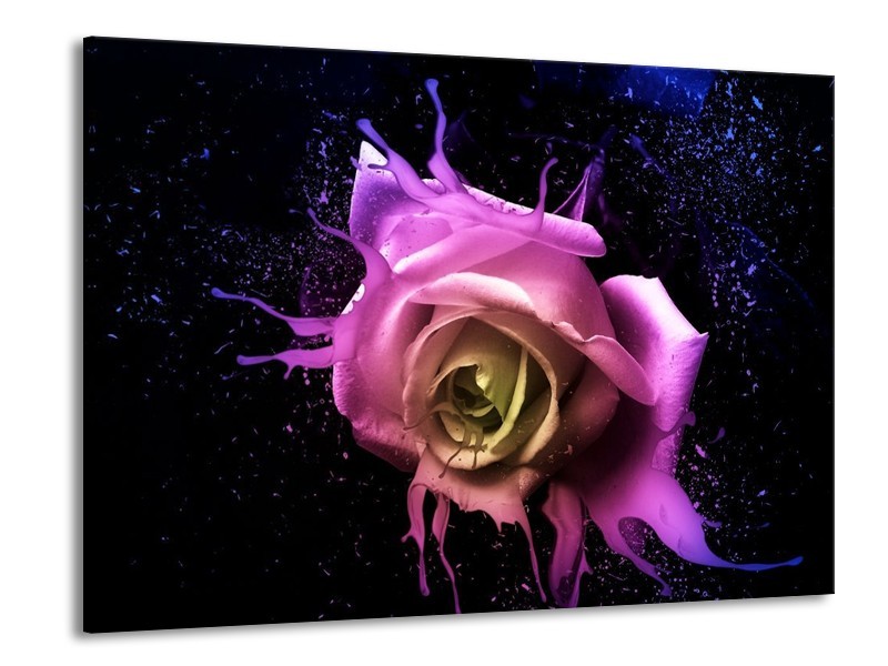 Canvas schilderij Roos | Paars, Roze, Zwart | 100x70cm 1Luik