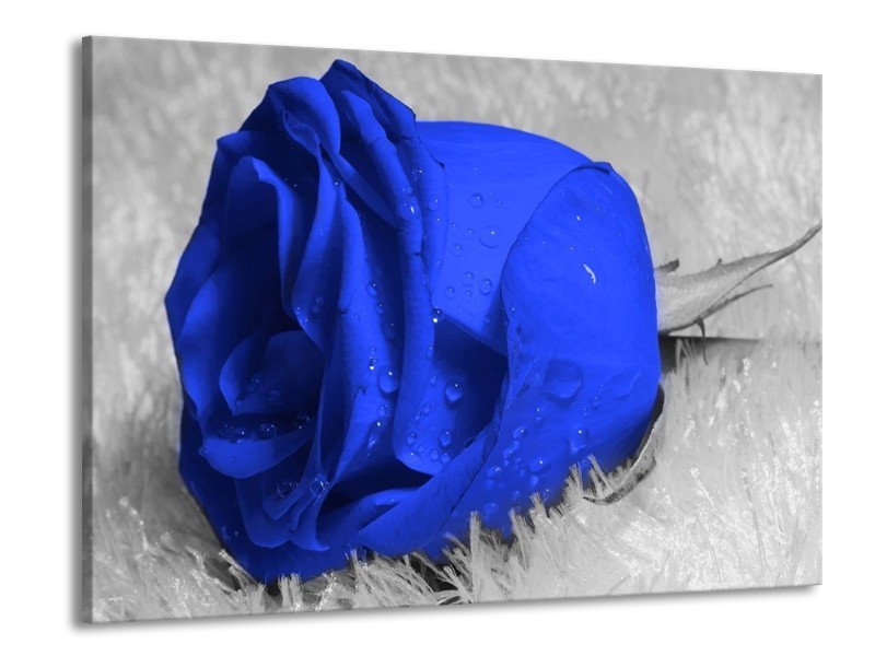 Canvas schilderij Roos | Blauw, Grijs, Wit | 100x70cm 1Luik