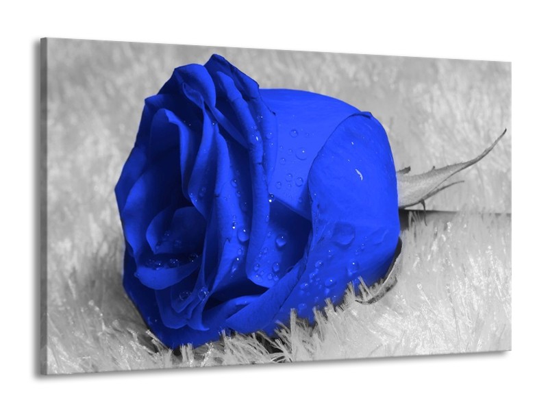 Canvas schilderij Roos | Blauw, Grijs, Wit | 140x90cm 1Luik