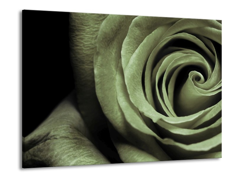 Canvas schilderij Roos | Groen, Grijs, Zwart | 100x70cm 1Luik