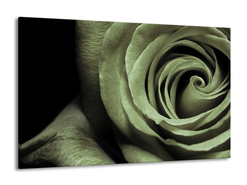 Canvas schilderij Roos | Groen, Grijs, Zwart | 140x90cm 1Luik