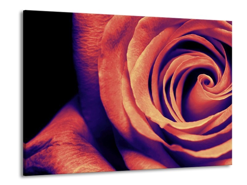 Canvas schilderij Roos | Bruin, Zwart | 100x70cm 1Luik