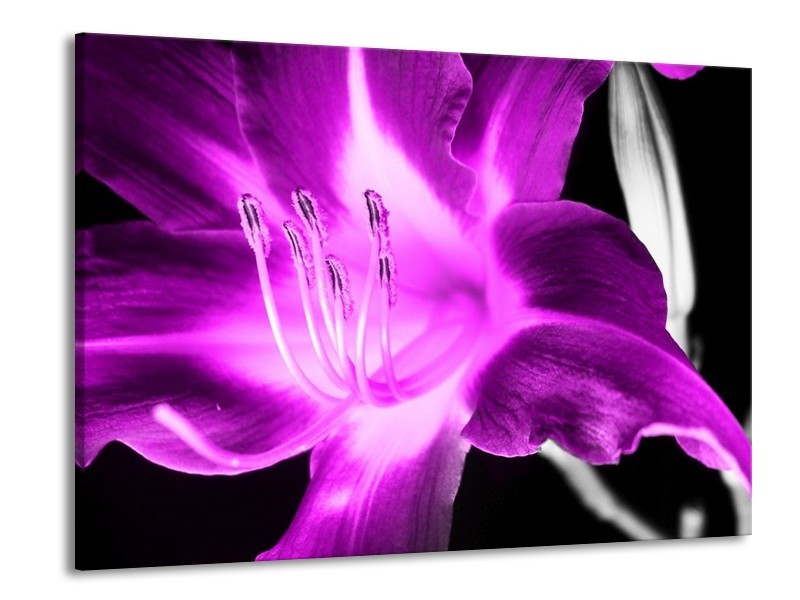 Canvas schilderij Orchidee | Paars, Grijs, Zwart | 100x70cm 1Luik