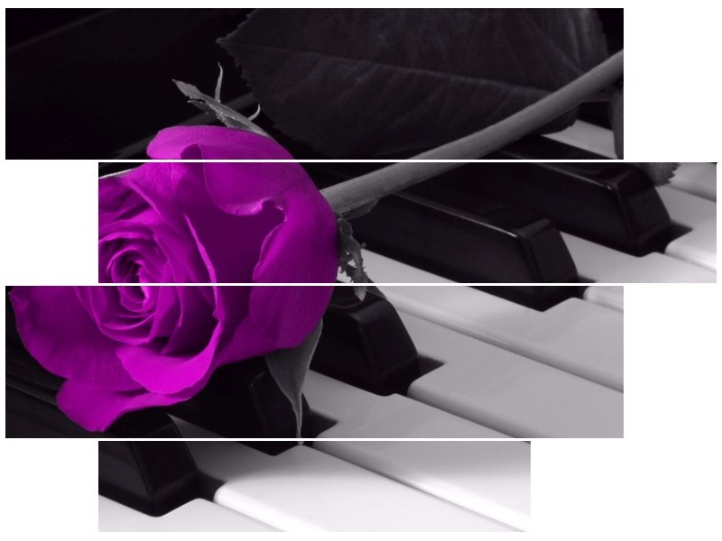 Glas schilderij Roos | Paars, Zwart, Wit | 115x85cm 4Luik