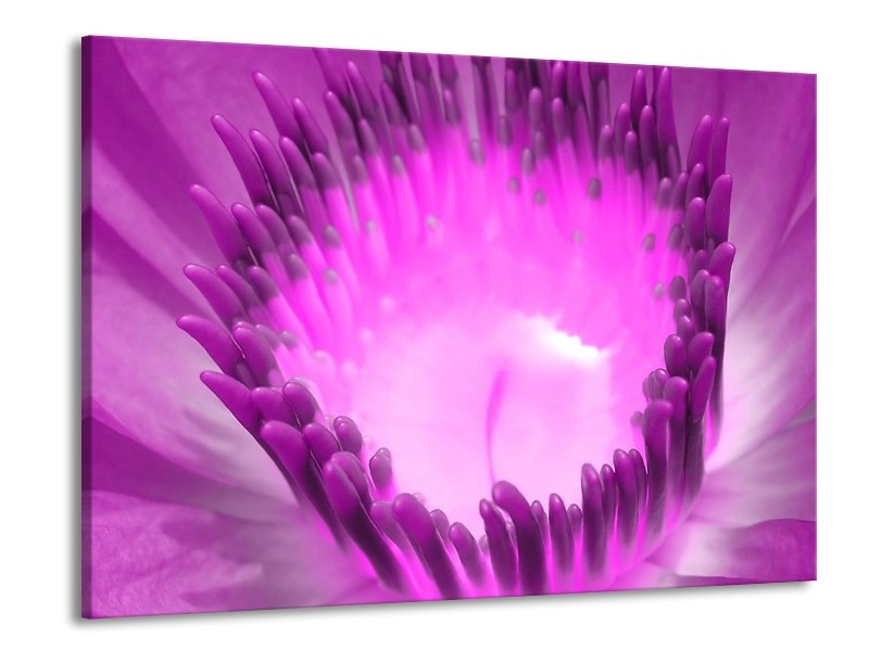 Canvas schilderij Bloem | Paars, Wit | 100x70cm 1Luik