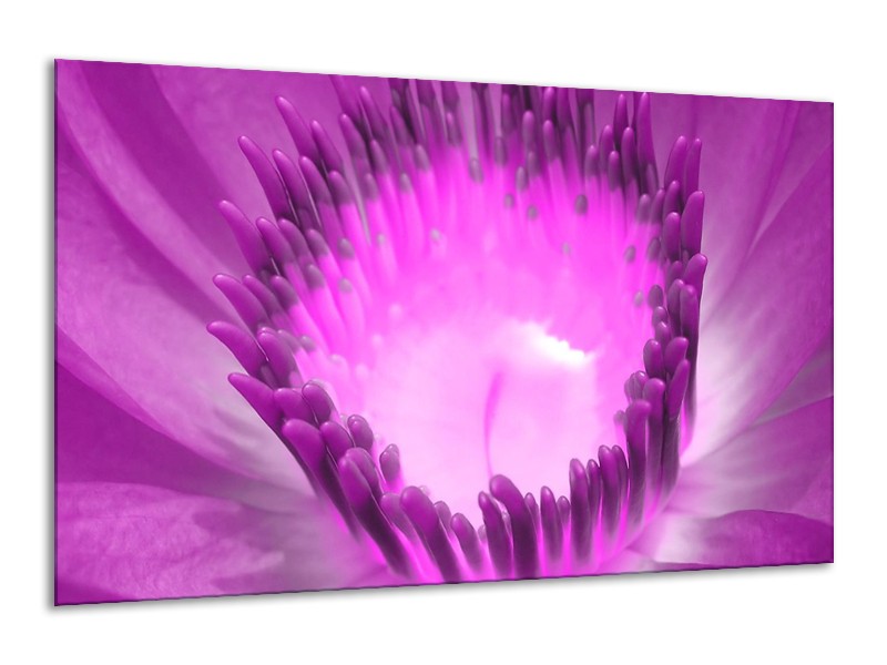 Canvas schilderij Bloem | Paars, Wit | 120x70cm 1Luik